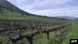 This general view shows vines at the Viña Montes vineyard in Millahue de Apalta, Santa Cruz, Chile, Aug. 8, 2023. Global wine production has fallen this year to its lowest level since 1961 as vineyards were pummeled by extreme weather events. 