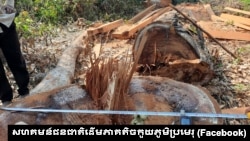 ទិដ្ឋភាព​នៃ​ដើមឈើ​ដេល​ត្រូវបាន​ឈ្មួញ​លួច​ចូល​កាប់​នៅ​ដែនជម្រកសត្វព្រៃព្រះរការ ក្នុង​ខេត្ត​ព្រះវិហារ។ (Facebook/សហគមន៍ជនជាតិដើមភាគតិចកួយភូមិប្រមេរុ)