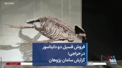 فروش فسیل دو دایناسور در حراجی؛ گزارش سامان پژوهان