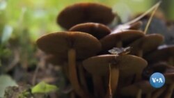 Yong'inga qarshi kurashayotgan qo'ziqorinlar