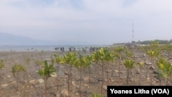 Pohon-pohon bakau tampak tumbuh dalam kondisi baik di di pantai Dupa, Kelurahan Layana, Kota Palu, Sulawesi Tengah, Kamis (28 September 2023) (Foto: VOA/Yoanes Litha)