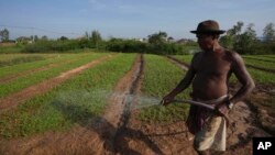 រូបឯកសារ៖ កសិករ​ម្នាក់​បាញ់ទឹក​ស្រោច​ដំណាំ​ត្រកួន​ នៅ​ជាយ​រាជធានីភ្នំពេញ កាលពីថ្ងៃទី២ ខែវិច្ឆិកា ឆ្នាំ២០២២។ 