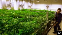 ARCHIVO - El productor principal Dave Wilson cuida las plantas de marihuana en el centro de cultivo de marihuana medicinal Ataraxia en Albion, EEUU, en septiembre de 2015.