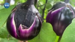 Parlament tekshiruvi: O'zbekiston/Qoraqalpog'iston, AQSh