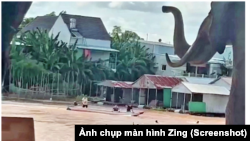 Những người chạy trốn đang được dân địa phương ở biên giới dùng vỏ lãi cứu