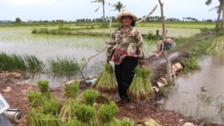 ទឹកប្រៃ​ជ្រៀត​ចូល​ស្រែ​បន្ត​បំផ្លាញ​ស្រូវ​កសិករ​នៅ​តំបន់​ជាប់​មាត់​សមុទ្រ​កម្ពុជា
