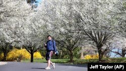 FILE - Daniel Patterson, a student at John Handley High School, walks home from school below flowering Bradford pear trees on March 30, 2016 in Winchester, Virginia. (Jeff Taylor/The Winchester Star via AP)