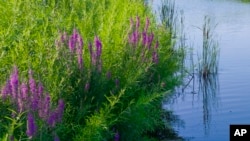 Purple Loosestrife (left) is an invasive plant that threatens food sources and habitat for wildlife. The Blazing Star also called gay feather (right) is a recommended alternative for invasive purple loosestrife. (Chicago Botanic Garden via AP, left, and Jessica Damiano via AP)