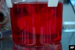 A pig kidney grows in a bioreactor in a Micromatrix laboratory on Tuesday, Dec. 8, 2022, in Eden Prairie, Minn. (AP Photo/Andy Clayton-King)