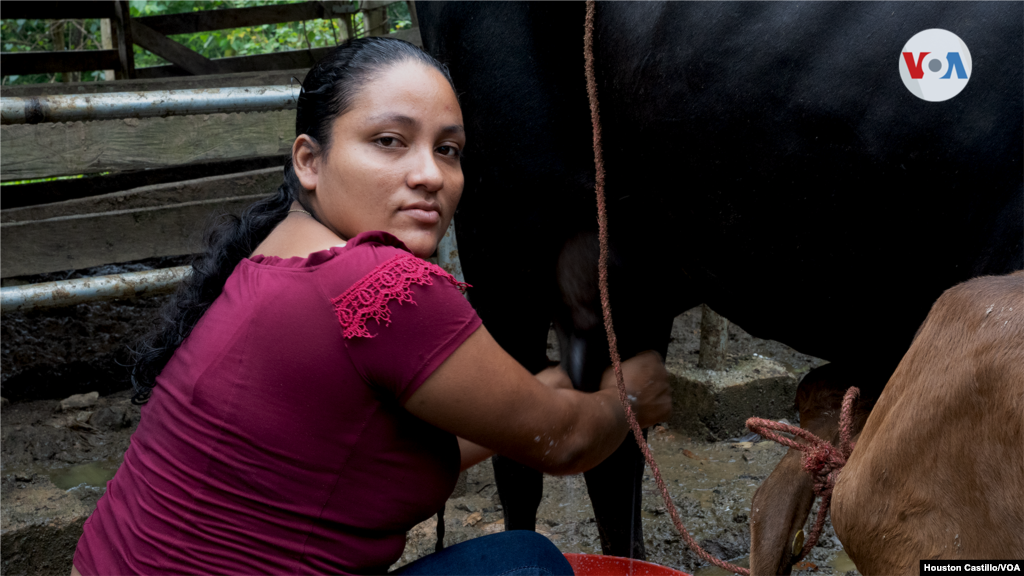 Una mujer campesina ordeña una vaca, en una finca fronteriza a Nicaragua. Foto Houston Castillo, VOA