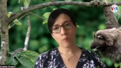 Linette Dutari, directora asociada de comunicaciones del Instituto Smithsonian de Investigaciones Tropicales