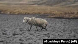 Una oveja demacrada camina sobre el lecho seco de la laguna de Cconchaccota en la región Apurimac de Perú, el 25 de noviembre de 2022.