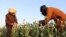 Afganistanski farmeri beru mak u okrugu Nad Ali, provincija Helmand, 1. aprila 2022. 