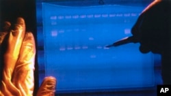 In this undated image made available by the National Human Genome Research Institute, a researcher examines the output from a DNA sequencer.