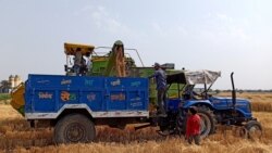 རྒྱ་གར་གྱི་འབྲུ་རིགས་ཐོན་སྐྱེད་ཉུང་དུ་འགྲོ་རྒྱུའི་ཉེན་ཁ།