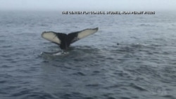 Enjoying the Tranquility of Cape Cod