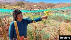 Farmer Cecilia Cruz is her vineyard in Caracoles, which is at more than 3,000 meters of altitude, in the commune of Socaire, in San Pedro de Atacama, Chile May 17, 2022. (REUTERS/Rodrigo Gutierrez)