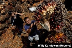 Pekerja memuat tandan kelapa sawit untuk diangkut ke pabrik CPO di Pekanbaru, Riau, 27 April 2022. (Foto: REUTERS/Willy Kurniawan)
