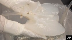 A pig liver that has been "decelled" is held by a technician in a Micromatrix laboratory on Tuesday, Dec. 8, 2022, in Eden Prairie, Minn. (AP Photo/Andy Clayton-King)