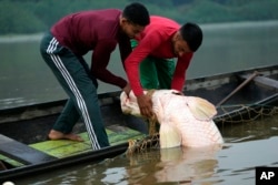 Fishermen brothers Gibson, right, and Manuel Cunha Da Lima, front, raise a pirarucu fish from a lake in San Raimundo settlement, at Medio Jurua region, Amazonia State, Brazil, Monday, Sept. 5, 2022. (AP Photo/Jorge Saenz)