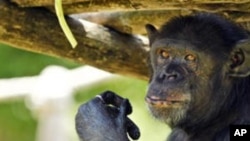 Pippo, a chimpanzee, enjoys iced food at a zoo in Rome as temperatures reached 35 degrees Celsius in July