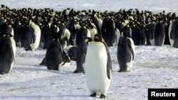 In this file photo, emperor penguins are seen in Dumont d'Urville, Antarctica, on April 10, 2012. (REUTERS/Martin Passingham/File Photo)