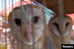 Owls for sale are seen inside a cage at a bird market in Tangerang, west of Jakarta, Indonesia, 2017.