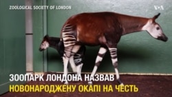 В зоопарку Лондона новонароджену окапі назвали на честь Мейґан Маркл. Відео