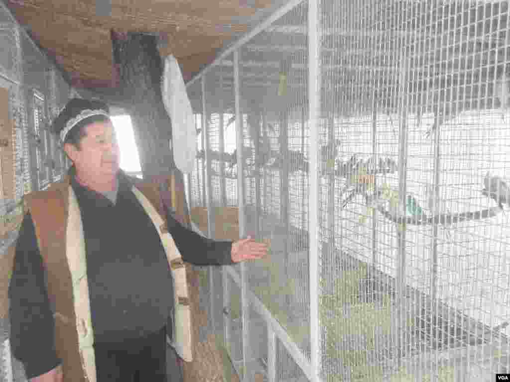 Asli kasbi quruvchi bo'lgan Muhammadjon aka bugun qushlar ishqibozi