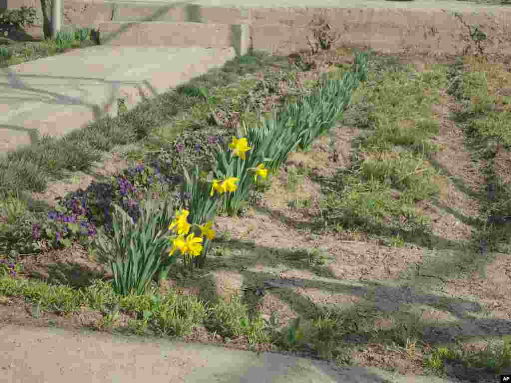 Bahor keldi, gullar ochildi