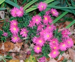 This undated photo shows New York asters (aster novae-belgii) in New Paltz, N.Y. Asters can be enjoyed in the garden as well as in the wild. (AP Photo/Lee Reich)