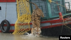 FILE - A male tiger is released into the waters of the river Harikhali at the Sundarbans delta forest, about 150 km (93 miles) south of the eastern Indian city of Kolkata, July 22, 2009. 
