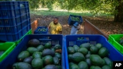 FILE - Men harvest avocados at an orchard in Santa Ana Zirosto, Michoacan state, Mexico, Jan. 26, 2023.