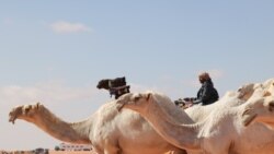 Camelos para combater sub-nutrição no Namibe - 2:28