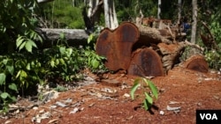 រូបឯកសារ៖ ដើម​ឈើ​ដែល​ត្រូវ​បាន​លួច​កាប់​ នៅ​ក្នុង​ស្រុក​អណ្តូង​មាស​ ខេត្ត​រតនគិរី​ ហើយ​ត្រូវ​បាន​ឃាត់​ទុក​នៅ​ក្នុង​ព្រៃ​ដោយ​ជន​ជាតិ​ដើម​ភាគ​តិច​ដែល​រស់​នៅ​ភូមិ​ក្បែរ​នោះ​ ​នៅ​​ថ្ងៃ​ទី​២ ខែ​ធ្នូ​ ឆ្នាំ​២០១៥។ (វីអូអេ)