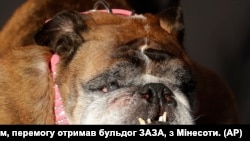 Бульдог За-За з Мінесоти