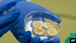 This photo shows thymus tissue for transplant to a pediatric heart patient on Aug. 16, 2021 at Duke University Hospital in Durham, N.C. 