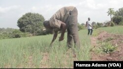 Akalla Mutane 3.6M Na Iya Fuskantar Matsalar Karancin Abinci A Ghana