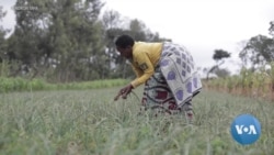 LogOn: Ag App Connects Small Farmers and Buyers