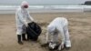 Un trabajador municipal recoge un pelícano muerto en la playa de Santa María en Lima, Perú, el martes 29 de noviembre de 2022. 