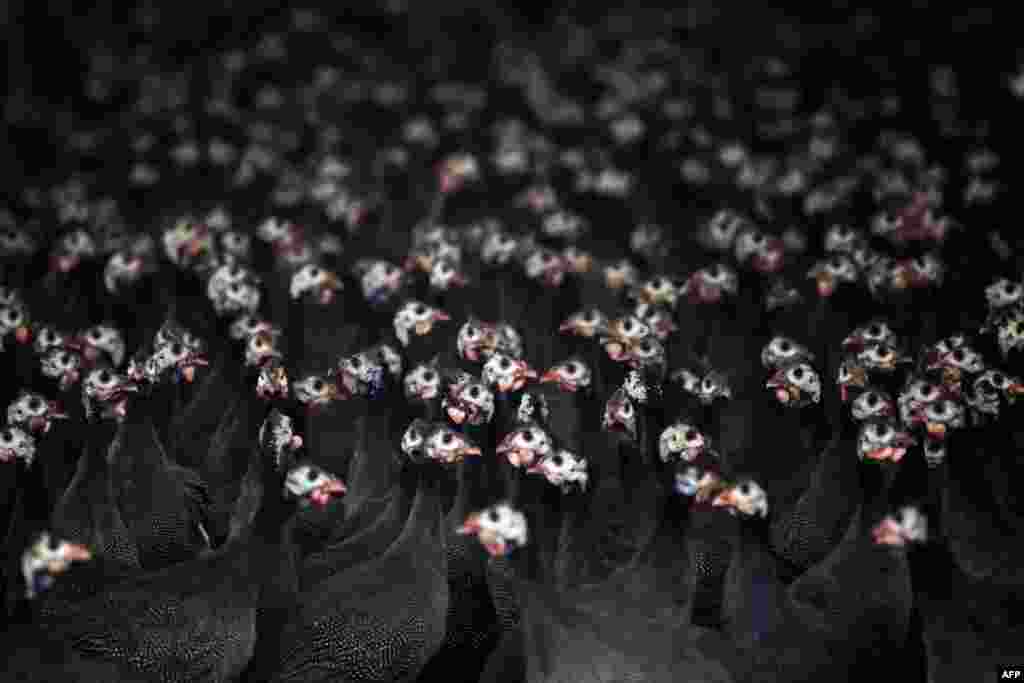 Guineafowls stand in a poultry house in Les Herbiers, western France, Dec. 5, 2022. Some 10 million ducks, chickens and other poultry have been culled in France since November in one of the most widespread outbreaks of bird flu in years.