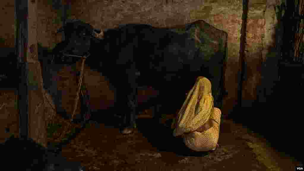 Aslan Devi Yadav, 41, wakes up every morning before sunrise to milk her buffalo in the countryside of the Dhanusha district in Nepal. After her husband died while working in Qatar, she has to support four children by herself, August 2022 (Yan Boechat/VOA)