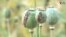 Afghanistan Poppy Cultivation thumnail