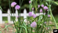 Chives, shown here, protect lettuce and roses from aphids. (Jessica Damiano via AP)
