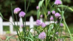 Quiz - Companion Planting: Some Plants Grow Well Together and Some Don't