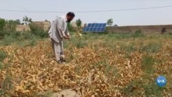 Kavrak ekayotgan afg'on dehqonlari