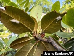 This June 2022 image by Jessica Damiano shows cottony azalea scale egg masses, a pest, on the undersides of a rhododendron's leaves, a plant, in Glen Head, New York. (Jessica Damiano via AP)