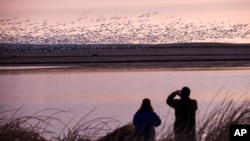 Two bird watchers photograph thousands of snow geese at the Freezeout Lake Wildlife Management Area on March 24, 2017, outside Fairfield, Mont. (Thom Bridge/Independent Record via AP, File)