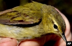 Luke DeGroote holds a Tennessee warbler for a closeup after getting caught in a long net at the Powdermill Avian Research center on May 8, 2018, near Rector, Pa. (Darrell Sapp/Pittsburgh Post-Gazette via AP, File)