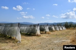 General view of an olive tree farm irrigated with a drip water system, as Tuscany's famed wine and olive oil industry suffers from a heatwave and drought, in Greve in Chianti, Italy, July 29, 2022. (REUTERS/Jennifer Lorenzini)